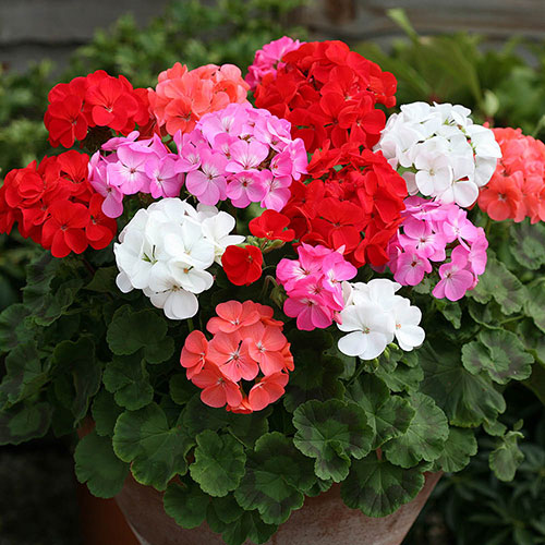 Bedding Beauties Collection Bedding Beauties Collection