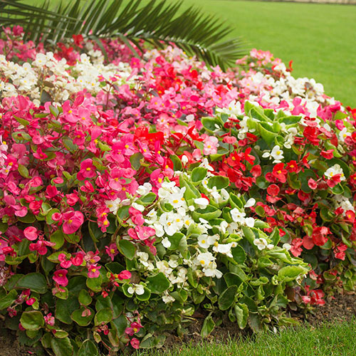 Bedding Beauties Collection Bedding Beauties Collection