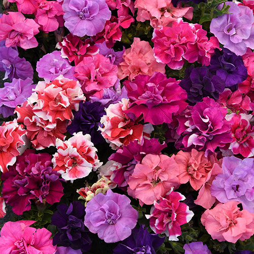 Bedding Beauties Collection Bedding Beauties Collection