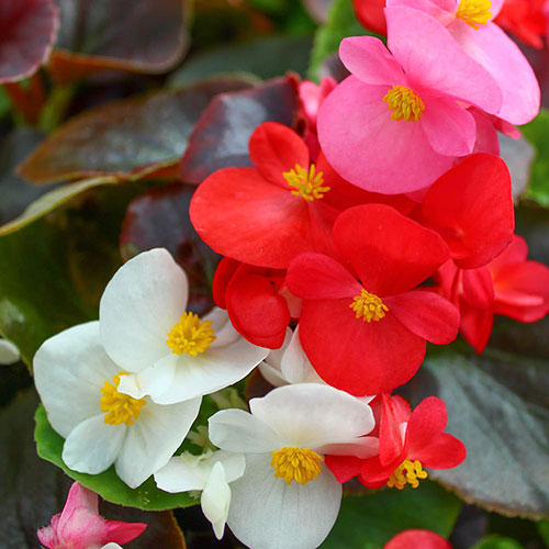 Bedding Beauties Collection Bedding Beauties Collection