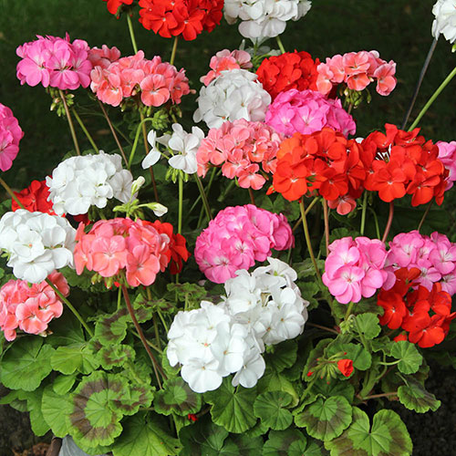 Bedding Beauties Collection Bedding Beauties Collection