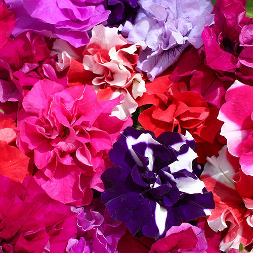 Bedding Beauties Collection Bedding Beauties Collection