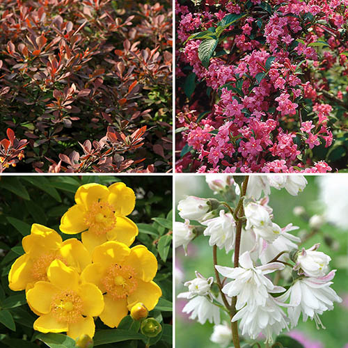 The Ultimate Winter Hardy Shrub Collection The Ultimate Winter Hardy Shrub Collection