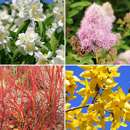 The Ultimate Winter Hardy Shrub Collection The Ultimate Winter Hardy Shrub Collection