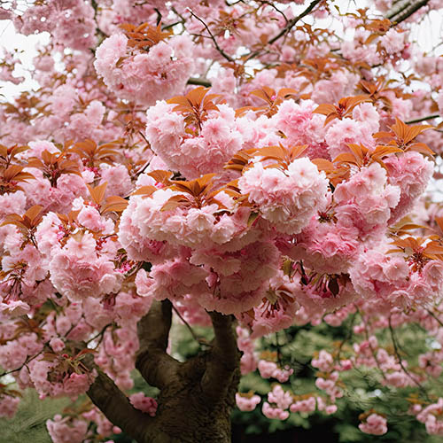 Flowering Cherry Kanzan Flowering Cherry Kanzan