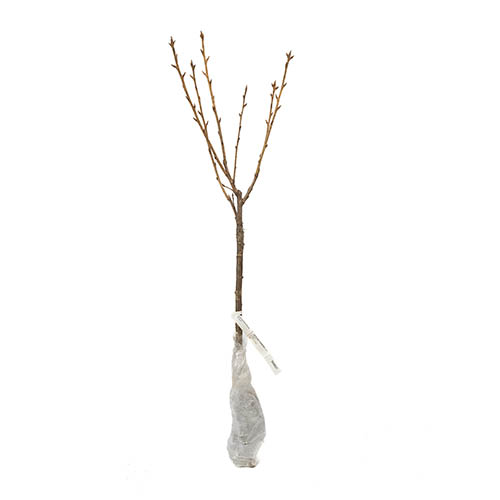 Flowering Cherry Kanzan Flowering Cherry Kanzan