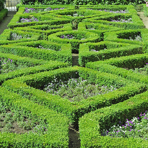 Box Hedging Pack Box Hedging Pack