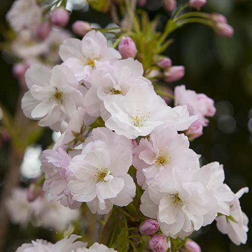 Flowering Cherry Amanogawa Flowering Cherry Amanogawa