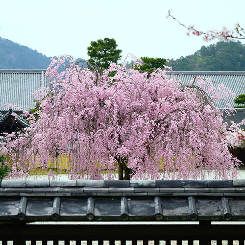 Weeping Cherry Tree Kiku Shidare Zakura Weeping Cherry Tree Kiku Shidare Zakura
