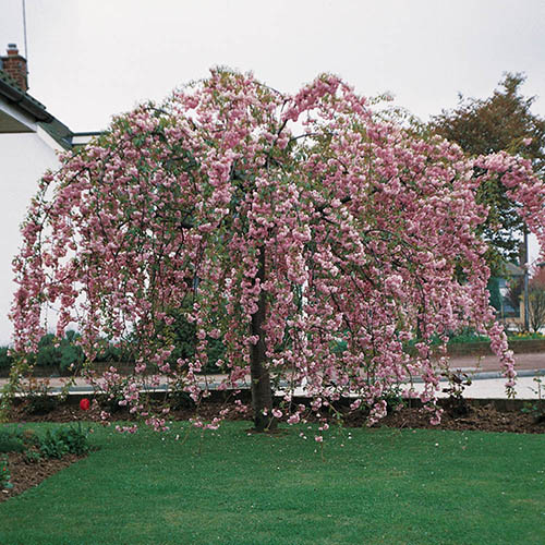 Weeping Cherry Tree Kiku Shidare Zakura Weeping Cherry Tree Kiku Shidare Zakura