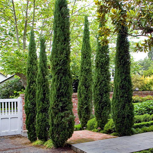 Italian Cypress Tree