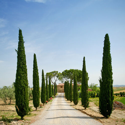 Italian Cypress Tree Italian Cypress Tree