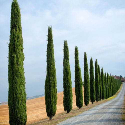 Italian Cypress Tree Italian Cypress Tree