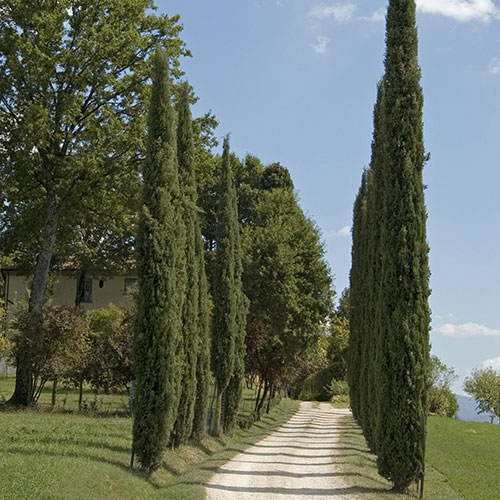 Italian Cypress Tree Italian Cypress Tree