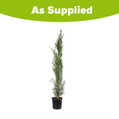 Italian Cypress Tree Italian Cypress Tree