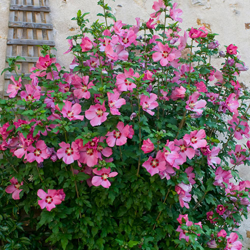 Hibiscus Woodbridge Hibiscus Woodbridge