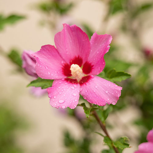 Hibiscus Woodbridge Hibiscus Woodbridge