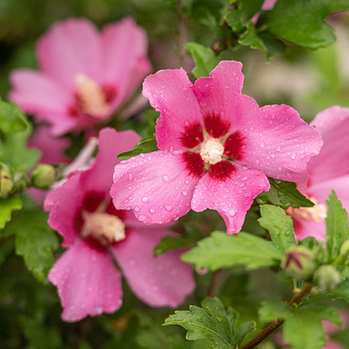 Hibiscus Woodbridge Hibiscus Woodbridge