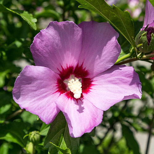 Hibiscus Woodbridge Hibiscus Woodbridge