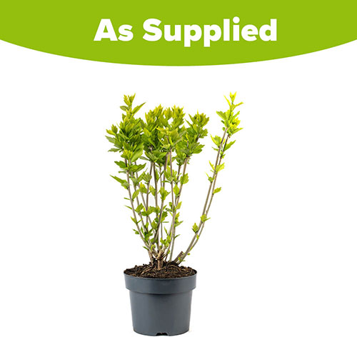 Hibiscus Woodbridge Hibiscus Woodbridge