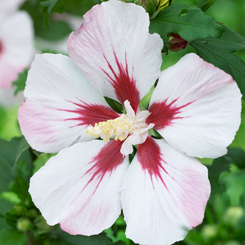 Hibiscus syriacus Hamabo Hibiscus syriacus Hamabo