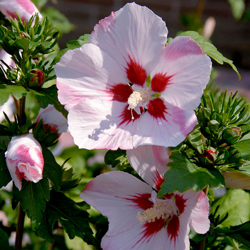 Hibiscus syriacus Hamabo Hibiscus syriacus Hamabo