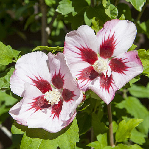 Hibiscus syriacus Hamabo Hibiscus syriacus Hamabo
