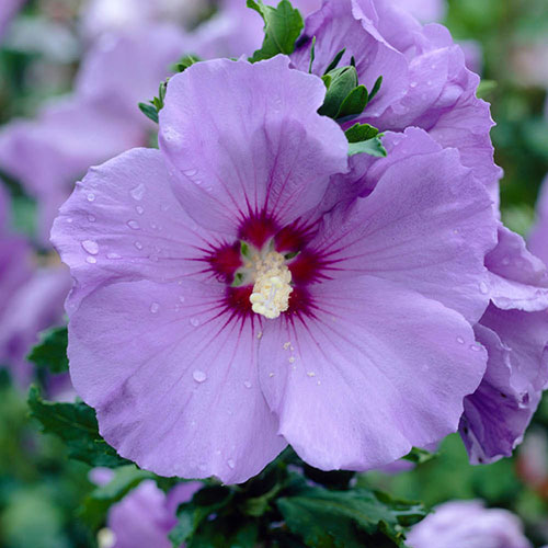 Hibiscus syriacus Marina
