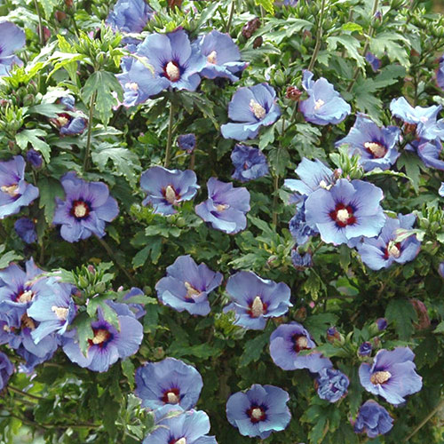 Hibiscus syriacus Marina Hibiscus syriacus Marina