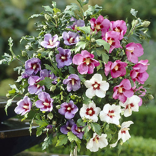 Hibiscus Tricolour Standard Hibiscus Tricolour Standard