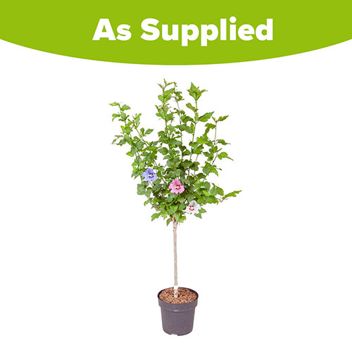 Hibiscus Tricolour Standard Hibiscus Tricolour Standard