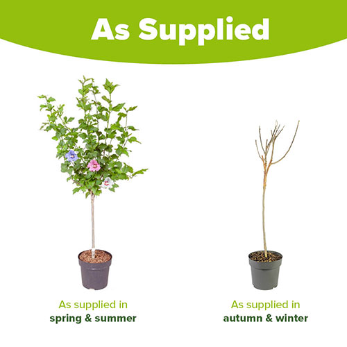 Hibiscus Tricolour Standard Hibiscus Tricolour Standard