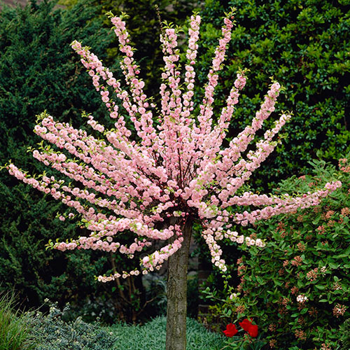 Flowering Cherry Almond Prunus triloba Standard
