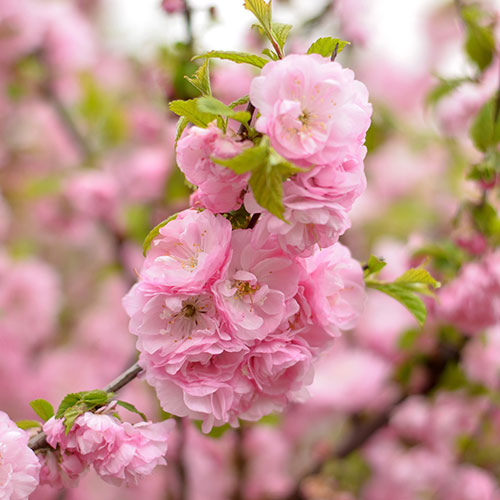 Flowering Cherry Almond Prunus triloba Standard Flowering Cherry Almond Prunus triloba Standard