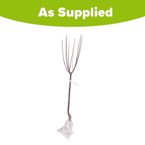 Flowering Cherry Almond Prunus triloba Standard Flowering Cherry Almond Prunus triloba Standard