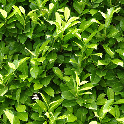 Cherry Laurel - Prunus laurocerasus Cherry Laurel - Prunus laurocerasus