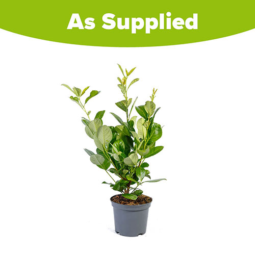Cherry Laurel - Prunus laurocerasus Cherry Laurel - Prunus laurocerasus