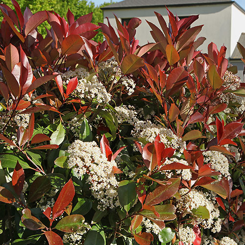 Photinia Little Red Robin Photinia Little Red Robin