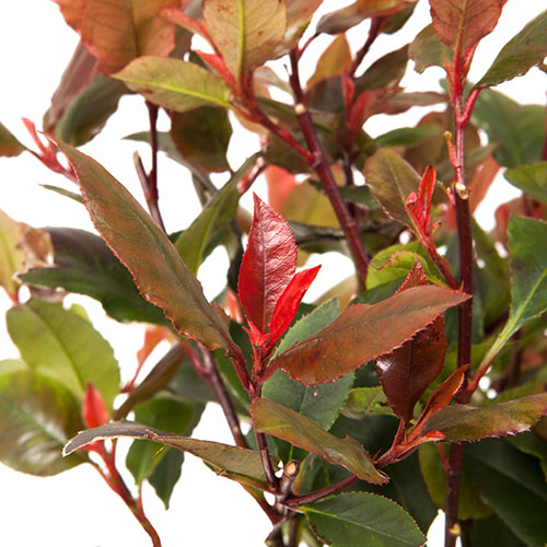 Photinia Little Red Robin Photinia Little Red Robin