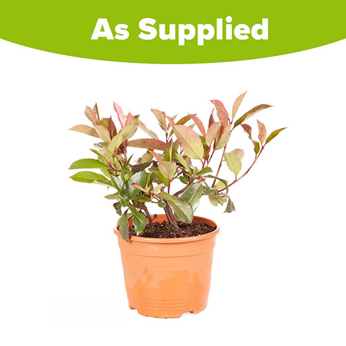 Photinia Little Red Robin Photinia Little Red Robin