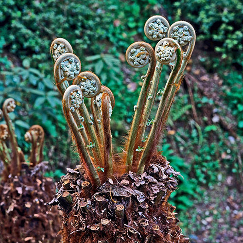 Tree Fern Dicksonia Antarctica Tree Fern Dicksonia Antarctica