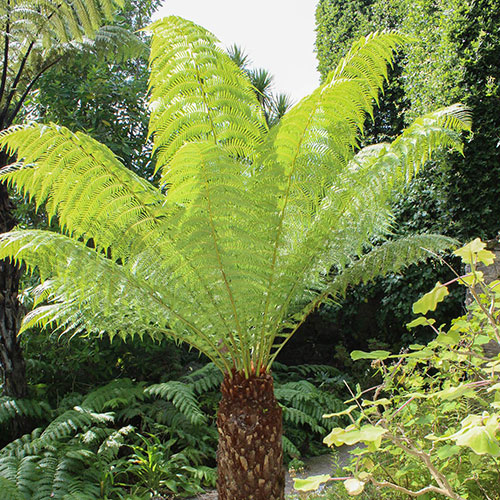 Tree Fern Dicksonia Antarctica Tree Fern Dicksonia Antarctica