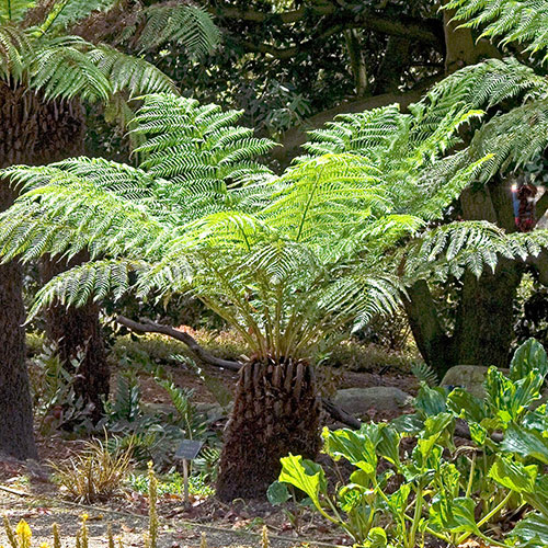 Tree Fern Dicksonia Antarctica Tree Fern Dicksonia Antarctica