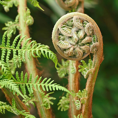 Tree Fern Dicksonia Antarctica Tree Fern Dicksonia Antarctica