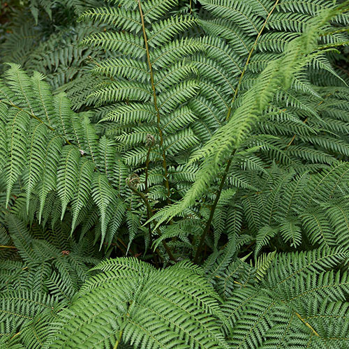 Tree Fern Dicksonia Antarctica Tree Fern Dicksonia Antarctica