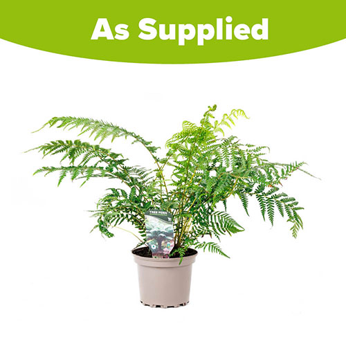 Tree Fern Dicksonia Antarctica Tree Fern Dicksonia Antarctica