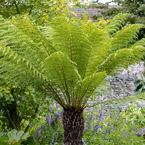 Tree Fern Dicksonia Antarctica