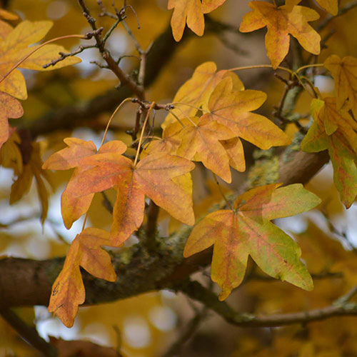 Field Maple Hedge Acer campestre Pack of 10 Bare Roots 60/90cm Field Maple Hedge Acer campestre Pack of 10 Bare Roots 60/90cm