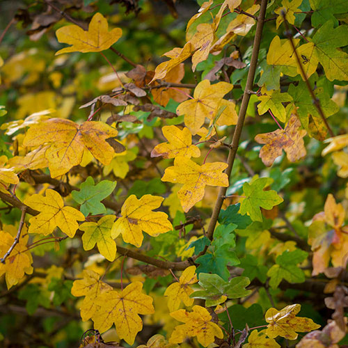 Field Maple Hedge Acer campestre Pack of 25 Bare Roots 60/90cm Field Maple Hedge Acer campestre Pack of 25 Bare Roots 60/90cm