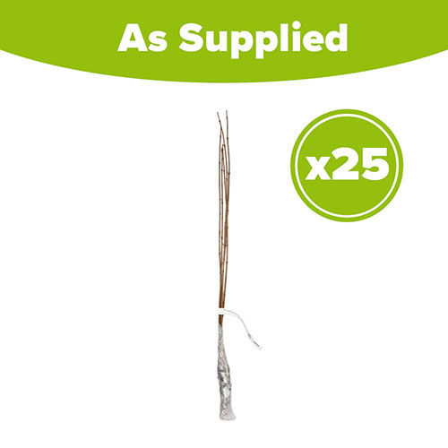 Field Maple Hedge Acer campestre Pack of 25 Bare Roots 60/90cm Field Maple Hedge Acer campestre Pack of 25 Bare Roots 60/90cm